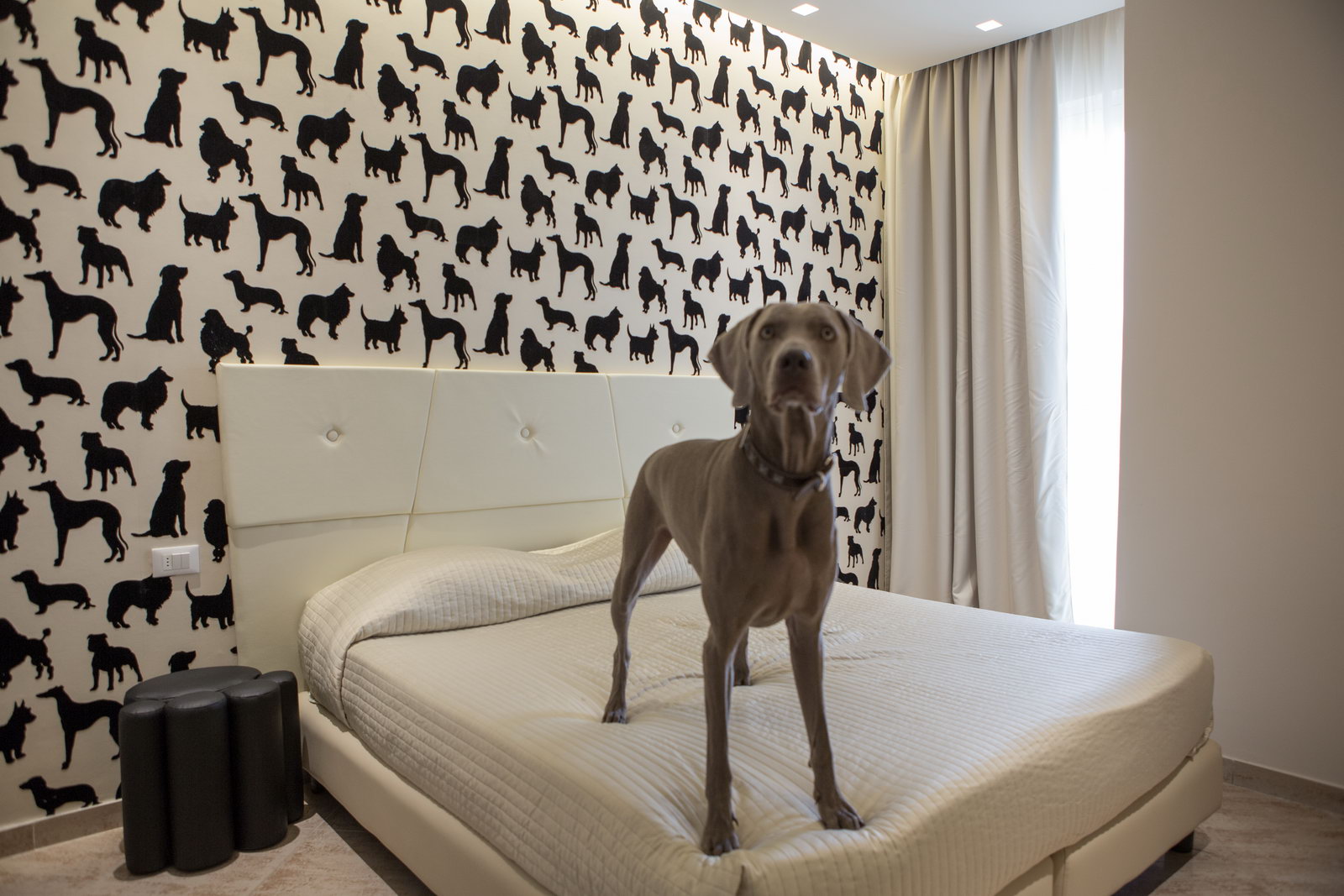 Hotel Principe My Pet Hotels